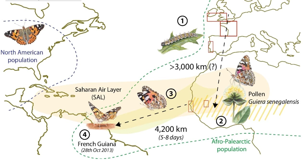 Suchan et al., 2024; vlindertekeningen: Blanca Martí